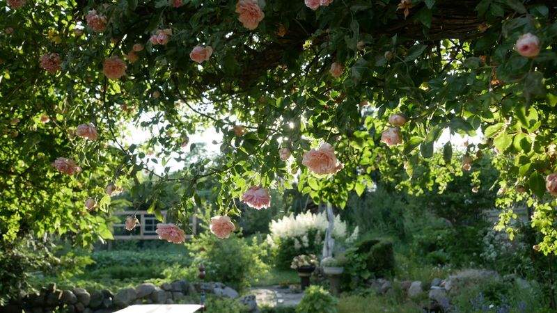 Créer un jardin méditerranéen facile à vivre
