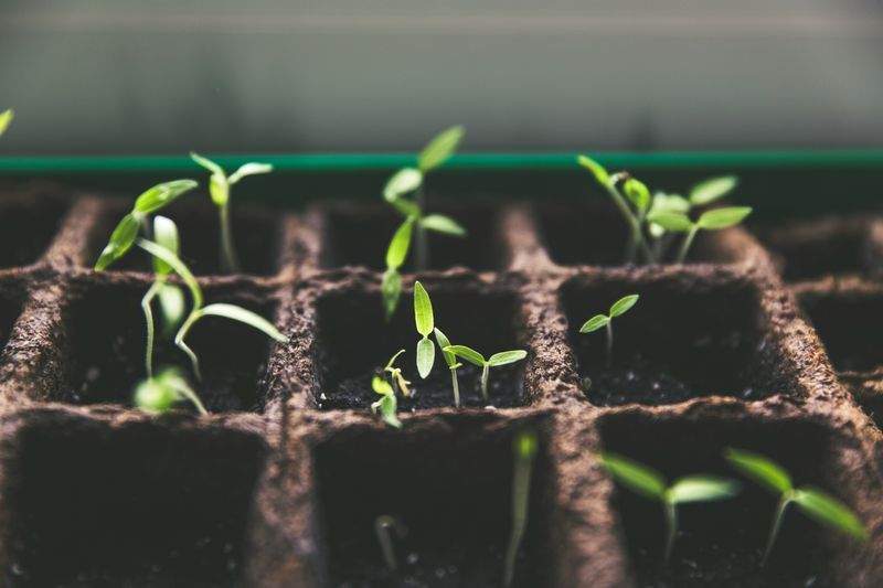Pourquoi intégrer des zones d’ombre dans votre jardin ?